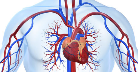 MSD priručnik dijagnostike i terapije: Arterijska hipertenzija